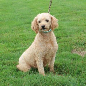 Rocky's mother, a Mini Goldendoodle