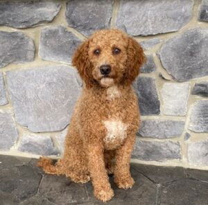 Connar's father, a Mini Goldendoodle