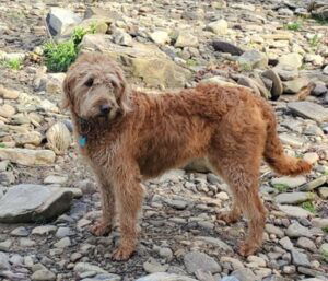 Maverick – F1b's mother, a Standard Labradoodle