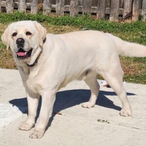 Sweet Pea – Aussiedor's father, a Yellow Labrador Retriever