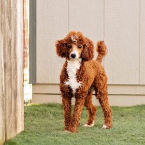 Ian – f1bb's mother, a Mini Poodle