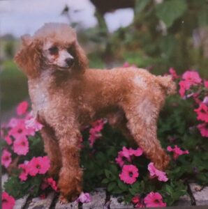 Ryker – ACA's father, a Mini Poodle