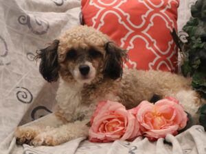 Ryker – ACA's mother, a Mini Poodle