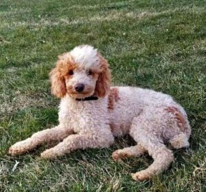 Arlo – f1b's father, a Poodle