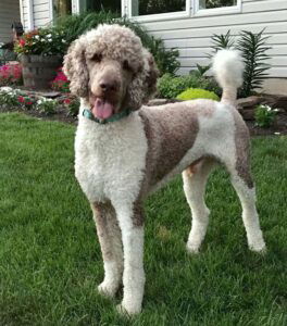 Maverick – F1b's father, a Standard Poodle