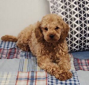 Yale's father, a Toy Poodle