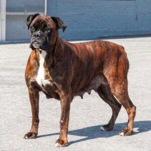 Ryder – AKC's mother, a Boxer