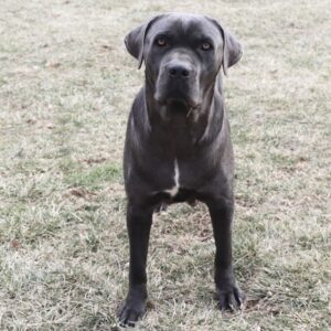 Barkley – ACA ICCF's mother, a Cane Corso