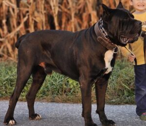 Barkley – ACA ICCF's father, a Cane Corso