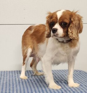 Mindy – f1's mother, a Cavalier King Charles Spaniel