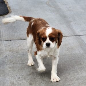 Winston – f1bb's father, a Cavalier King Charles Spaniel