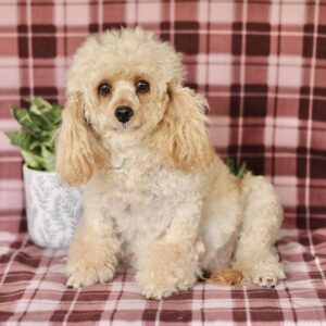 Nessa – f1bb's mother, a Cavapoo