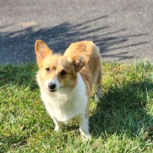 Heather – F1's mother, a Corgi