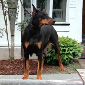 Fritz – AKC's mother, a Doberman Pinscher