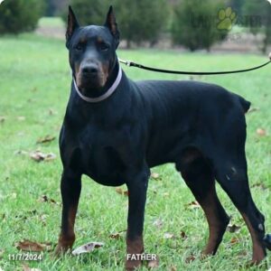 Fritz – AKC's father, a Doberman Pinscher