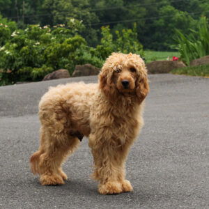 Dover – f1b's mother, a Mini Goldendoodle