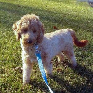 Ian – f1bb's mother, a Mini Goldendoodle