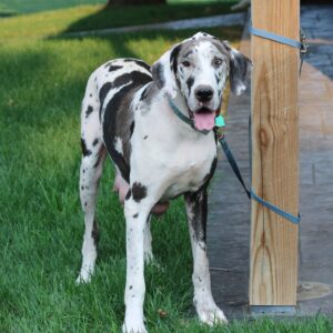 Paris – ACA's mother, a Great Dane