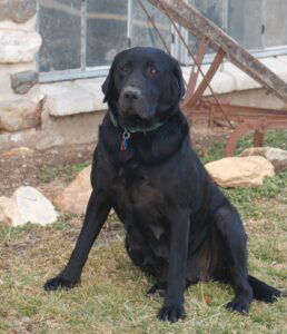 Gianna – ACA's mother, a Black Labrador Retriever