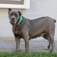 Cane Corso iccf mom Raya elmersmucker 