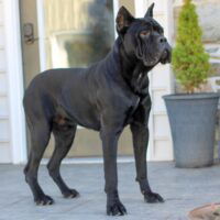 Cane Corso iccf sire Carl elmersmucker 