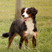 Bernedoodle mini mom Kira 30lb gentest melvinstoltzfus 