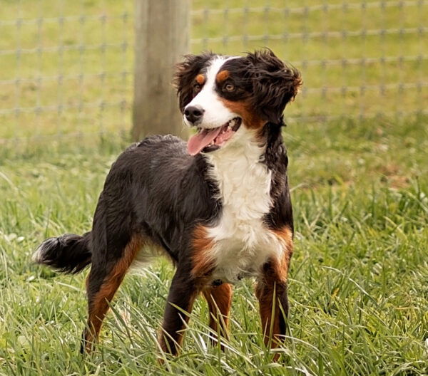 Bernedoodle mini mom Kira 30lb gentest melvinstoltzfus