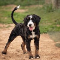 Girly- Mini Bernedoodle (MultiGen) 32Lb (1) 