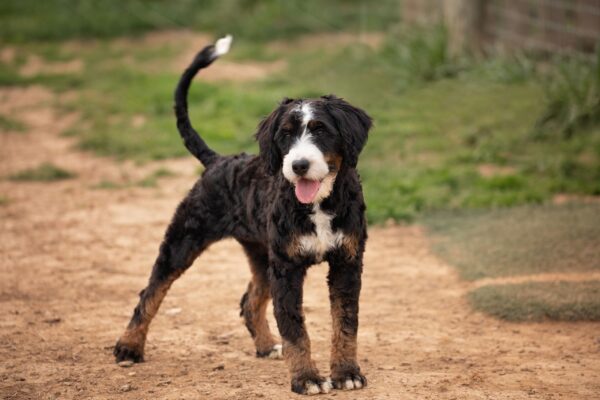 Girly- Mini Bernedoodle (MultiGen) 32Lb (1)