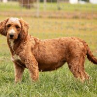 Goldendoodle mini Jelleybean 35lb genhealthtest melvinstoltzfus 