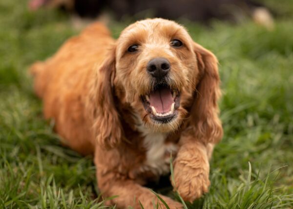 Goldendoodle mini mom Lilly 35lb melvinstoltzfus