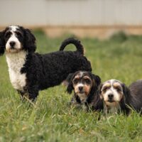 Kyla, Cocoa and Kolton 