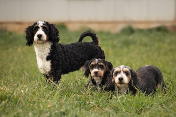 Kyla, Cocoa and Kolton