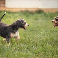 Kyla and Cocoa 