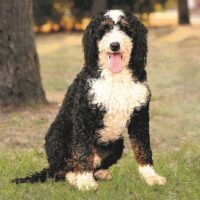 MLY Reiley – Bernedoodle Stud (1) 