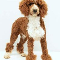 Poodle akc aca sire MLY Cody 23lb melvinstoltzfus 