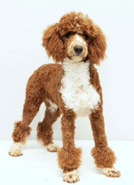 Poodle akc aca sire MLY Cody 23lb melvinstoltzfus