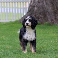 Sage- F1 Mini Bernedoodle Mom 30lb (11) 