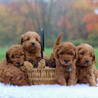 Mini Goldendoodles (previously adopted)