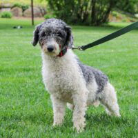 Mini Poodle- Sire- Prince (15lb) 