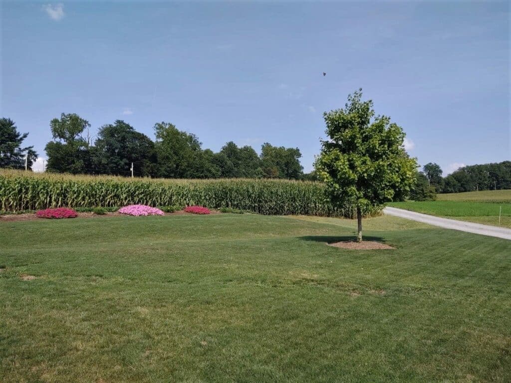 Gorgeous lawn and flowers