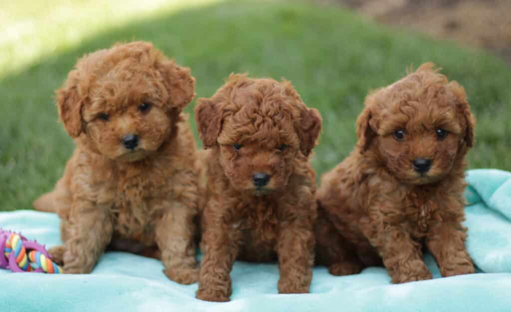 Mini Goldendoodle M litter