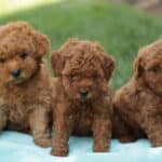 Mini Goldendoodle M litter 