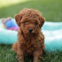 Mini Goldendoodle Puppies