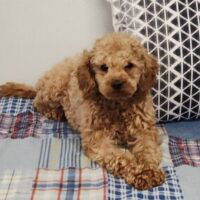 Poodle-toy-akc-sire-Patches-6lb-ivansmucker-turnkeypets-300×284 