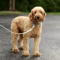 Goldendoodle mini f1 mom Stacey 25lb elilapp 