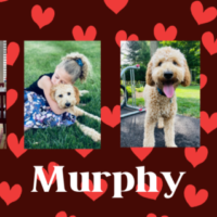 Murphy-600×319 