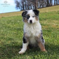 Mini Australian Shepherds