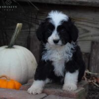 Diana-Mini Aussiedoodle 