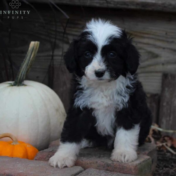 Diana-Mini Aussiedoodle